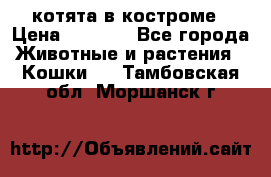 котята в костроме › Цена ­ 2 000 - Все города Животные и растения » Кошки   . Тамбовская обл.,Моршанск г.